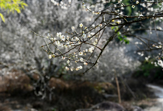 梅花