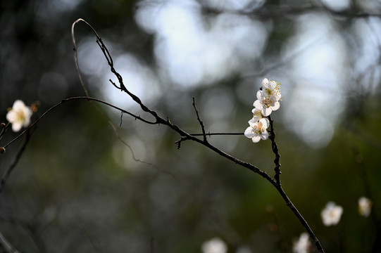 梅花