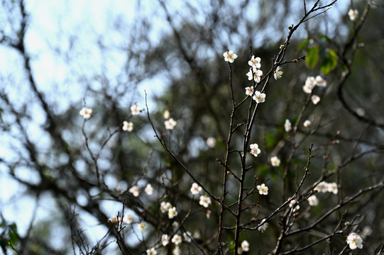 梅花