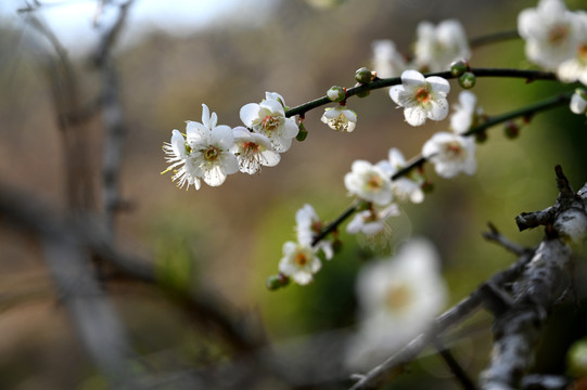 梅花