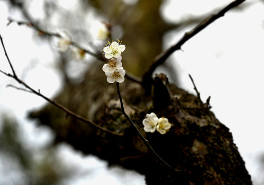 梅花