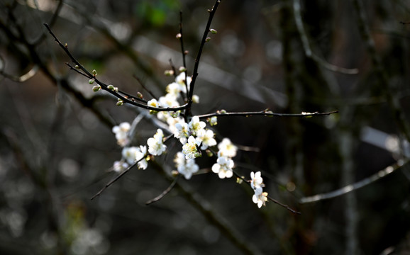 梅花