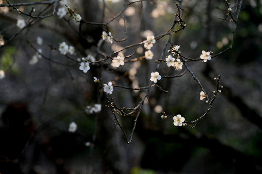 梅花