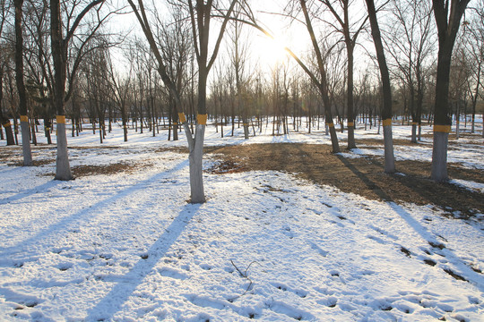 雪地树林