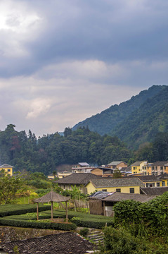 南靖下版村竖构图风景