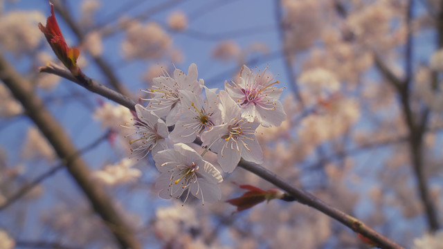 樱花