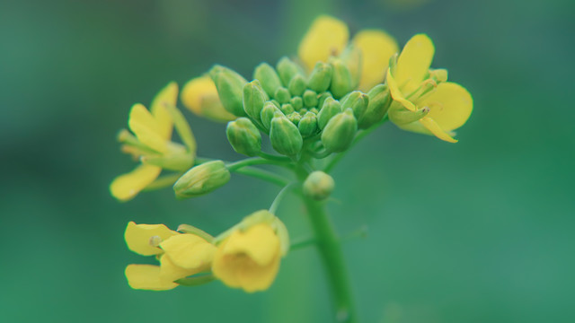 油菜花