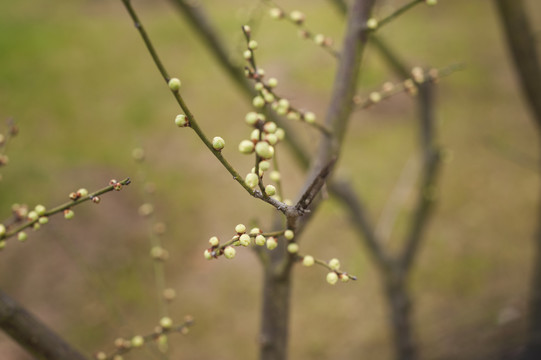 腊梅花蕊