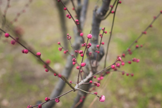 红梅花