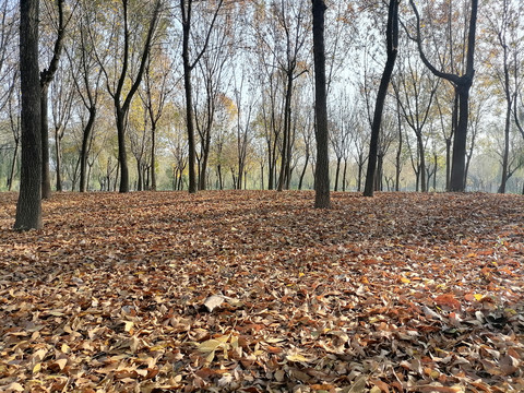秋树林