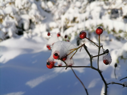 雪景