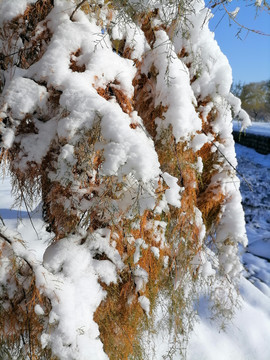 白雪