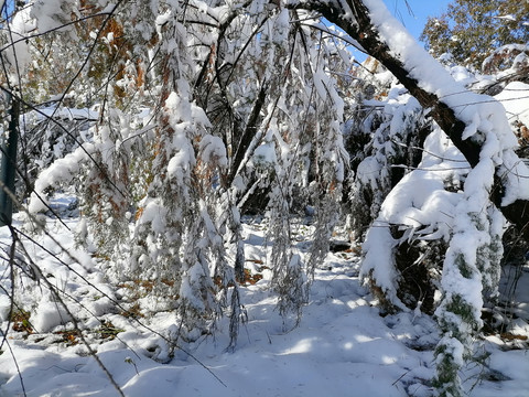 冬雪