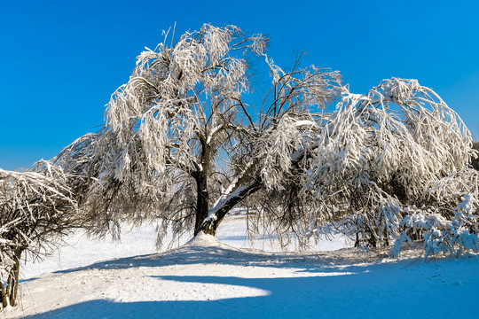 雪景树挂