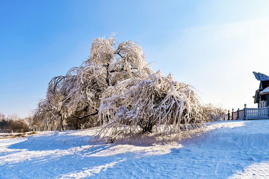 雾凇雪景