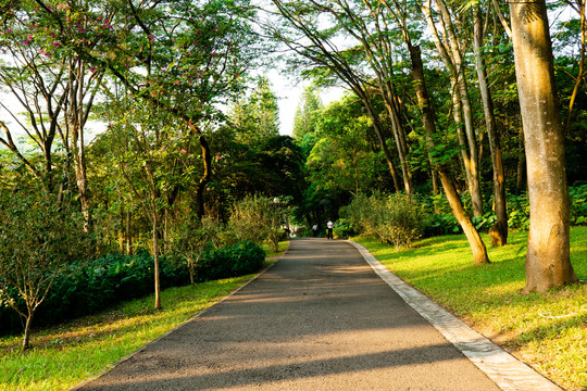 公园森林大道