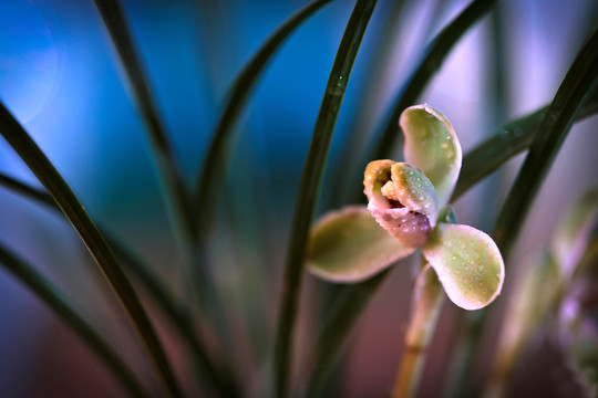 蘭花