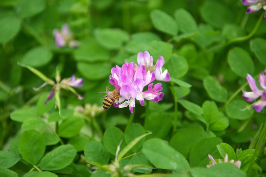 蜜蜂采蜜