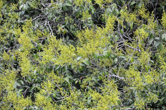 荔枝树开花