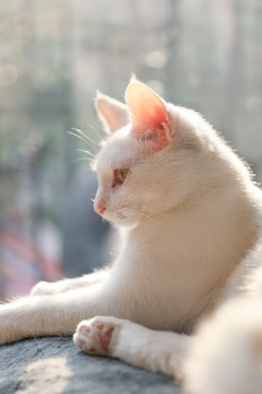 阳光下的白猫侧颜