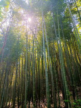 绿色竹子竹林植物