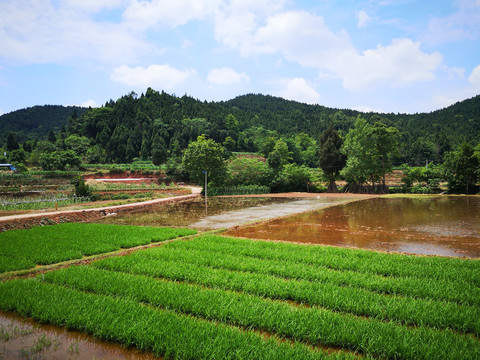 田园风光