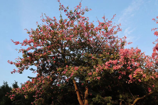 花海