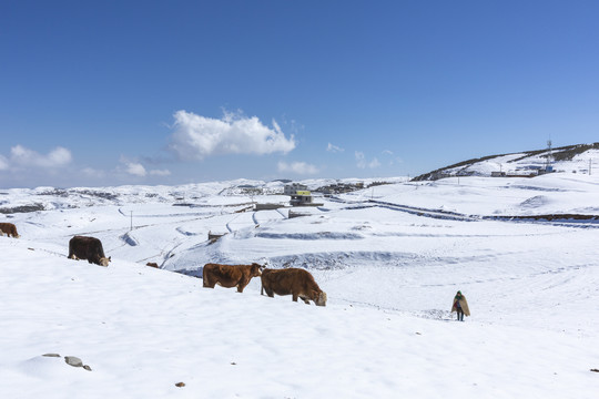 蓝天白云雪山黄牛自然风光