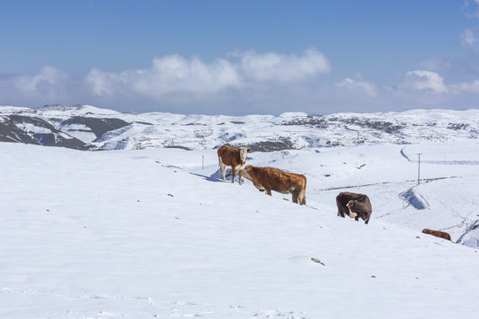 蓝天白云雪山黄牛自然风光