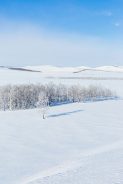 蓝天白云冬季树林雪原