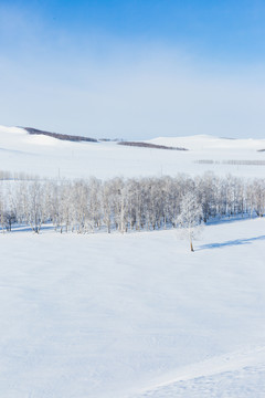 冬季雪原白桦树林