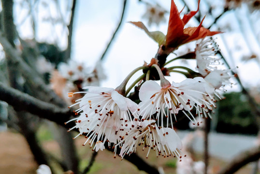 桃花