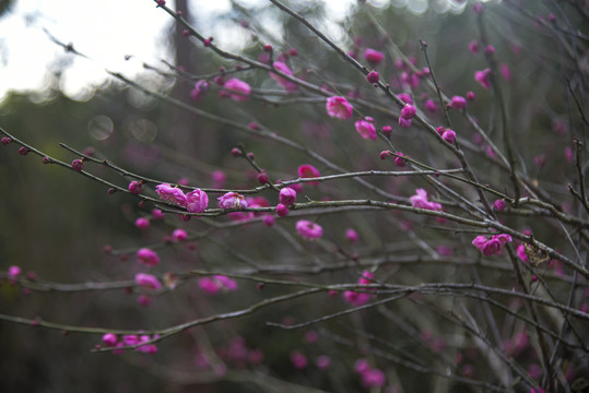 红梅花