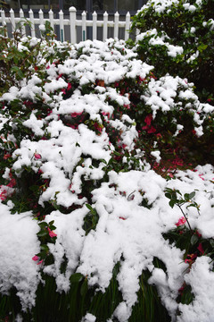 雪后花园一角