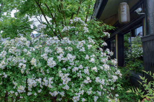 拈花湾