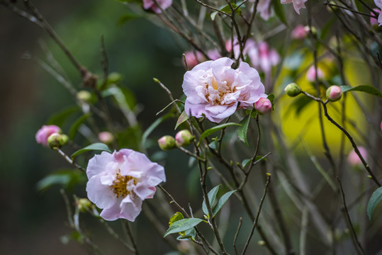 茶花