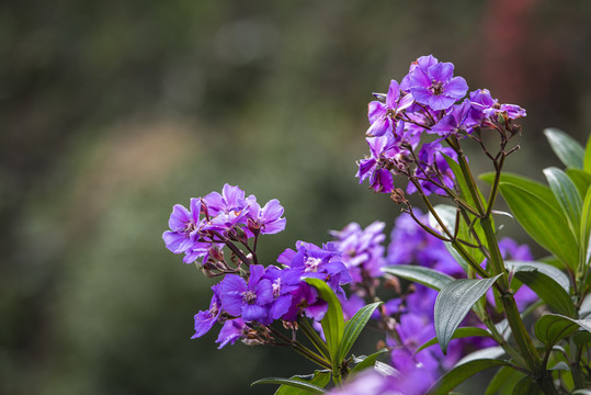 蒂牡花