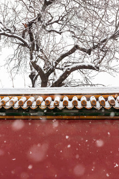 北京故宫下雪雪景