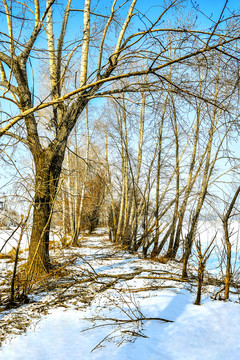 冬季雪景树林