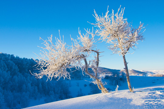 雪景