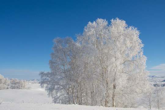 雪