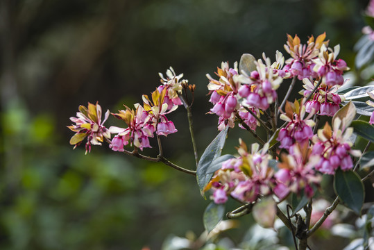 深圳梧桐山吊鐘花