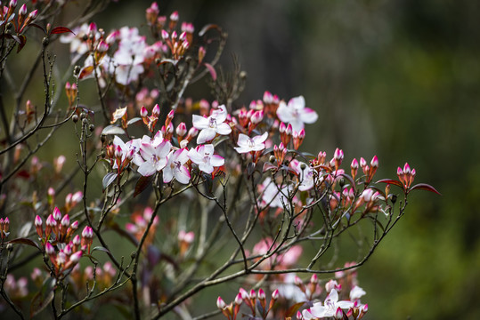 花卉