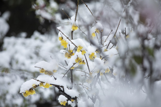 雪中绽放的梅花