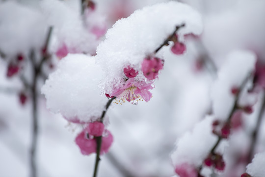 雪中绽放的梅花