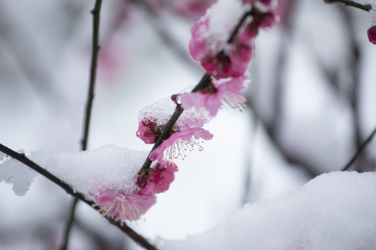 雪中绽放的梅花