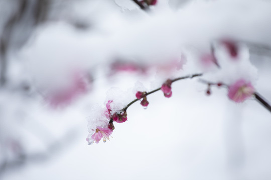 雪中绽放的梅花