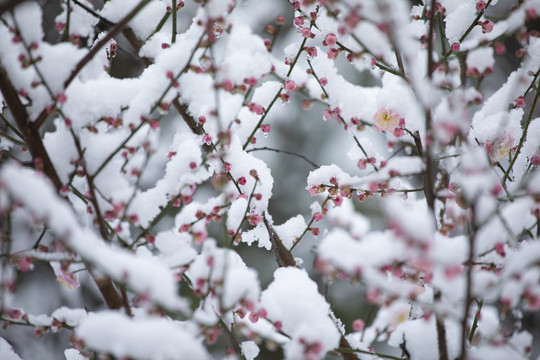 雪中绽放的梅花