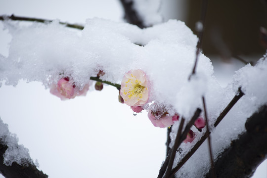 雪中绽放的梅花