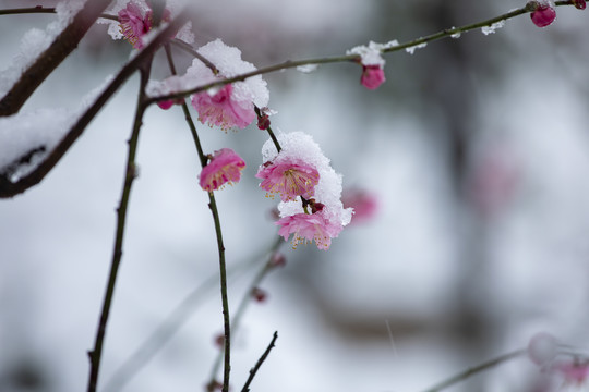 雪中绽放的梅花